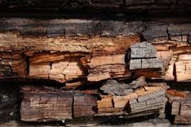 Pest & Dry Rot Inspections